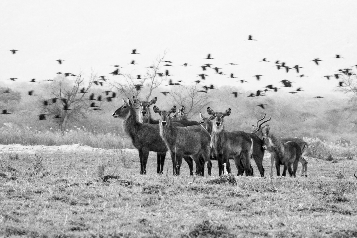 Photographic Safaris