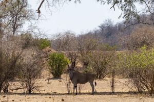 Eland 2