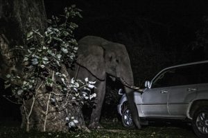 Elephant at car- night