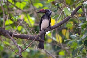 Hornbill 2