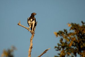 Martial eagle