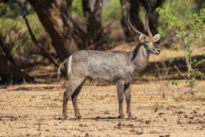 Waterbuck 3