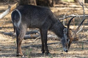 Waterbuck 5