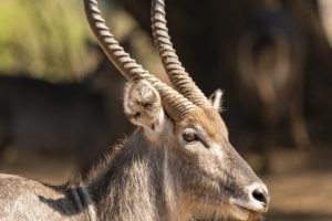 Waterbuck