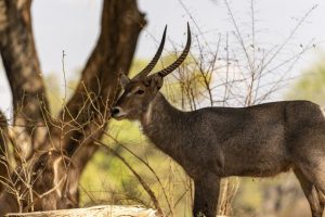 Waterbuck 7