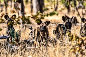 Wild dogs6