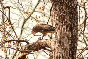 western banded snake eagle