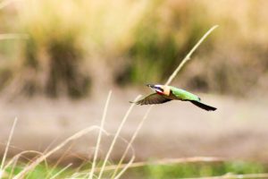 white fronted bee-eater